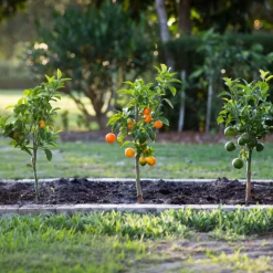 PLANT IN A BOX - Mélange de citrons - set de 3 - citrus limon - hauteur 25-40cm - ⌀9cm