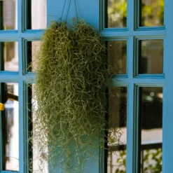 PLANT IN A BOX - Mousse espagnole - set de 3 - tillandsia usneoides - hauteur 25-40cm - ⌀5cm