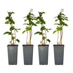 PLANT IN A BOX - Mûrier - set de 4 - rubus fruticosus 'thornfree' - hauteur 50-60cm - ⌀15cm