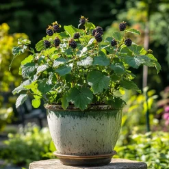PLANT IN A BOX - Mûrier - set de 4 - rubus fruticosus 'thornfree' - hauteur 50-60cm - ⌀15cm
