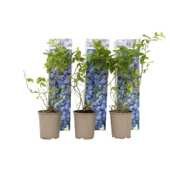 PLANT IN A BOX - Myrtille - set de 6 - vaccinium corymbosum 'sunshine blue' - h25-40cm - ⌀9cm