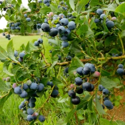 PLANT IN A BOX - Myrtille - set de 6 - vaccinium corymbosum 'sunshine blue' - h25-40cm - ⌀9cm