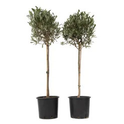 PLANT IN A BOX - Olivier - set de 2 - olea europaea - hauteur 90-100cm - ⌀21cm
