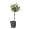 PLANT IN A BOX - Olivier - olea europaea - hauteur 45-55cm - ⌀14cm