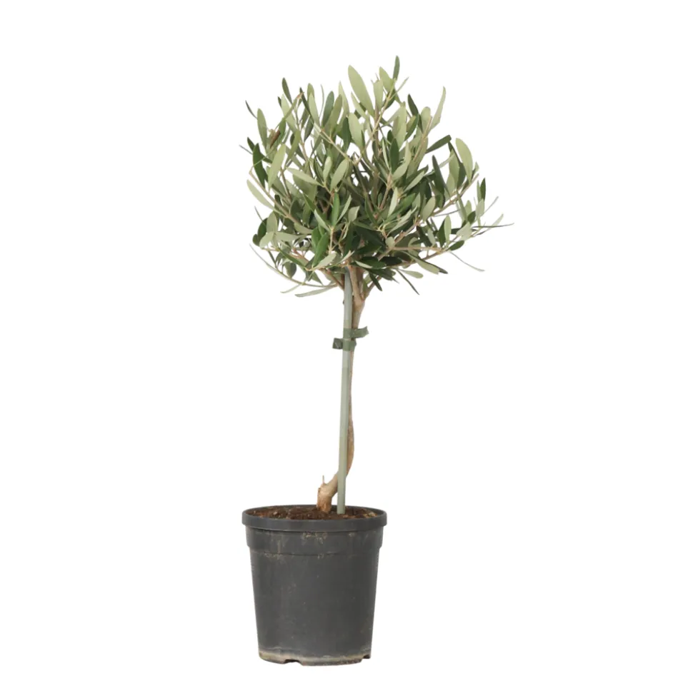 PLANT IN A BOX - Olivier - olea europaea - hauteur 45-55cm - ⌀14cm