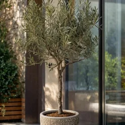 PLANT IN A BOX - Olivier - olea europaea - hauteur 45-55cm - ⌀14cm