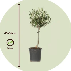 PLANT IN A BOX - Olivier - olea europaea - hauteur 45-55cm - ⌀14cm