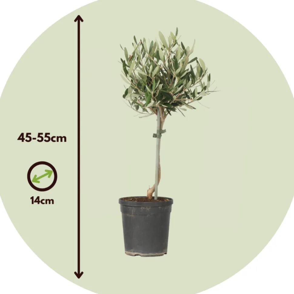 PLANT IN A BOX - Olivier - olea europaea - hauteur 45-55cm - ⌀14cm