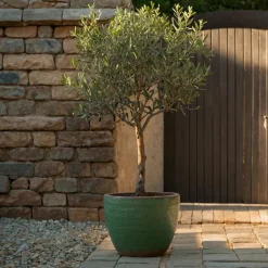 PLANT IN A BOX - Olivier - olea europaea - hauteur 80-90cm - ⌀19cm