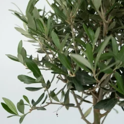 PLANT IN A BOX - Olivier - olea europaea - hauteur 80-90cm - ⌀19cm