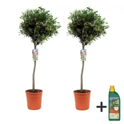 PLANT IN A BOX - Olivier - set de 2 - olea europaea - hauteur 90-100cm - ⌀21cm