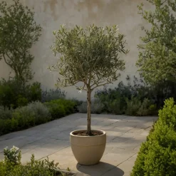 PLANT IN A BOX - Olivier - set de 2 - olea europaea - hauteur 90-100cm - ⌀21cm