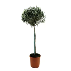 PLANT IN A BOX - Olivier - olea europaea - hauteur 155-170cm - ⌀27cm