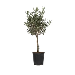 PLANT IN A BOX - Olivier - olea europaea - hauteur 60-70cm - ⌀17cm