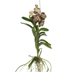PLANT IN A BOX - Orchidée - vanda 'ocelot mocha' - hauteur 55-65cm