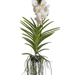 PLANT IN A BOX - Orchidée - vanda 'white' - hauteur 55-65cm
