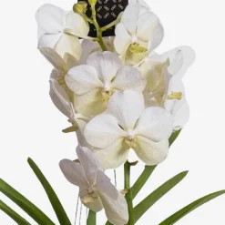 PLANT IN A BOX - Orchidée - vanda 'white' - hauteur 55-65cm