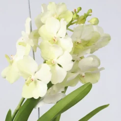 PLANT IN A BOX - Orchidée - vanda 'tayanee white' - hauteur 45-55cm