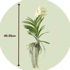 PLANT IN A BOX - Orchidée - vanda 'tayanee white' - hauteur 45-55cm