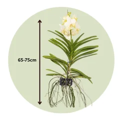 PLANT IN A BOX - Orchidée - vanda 'tayanee white' - hauteur 45-55cm