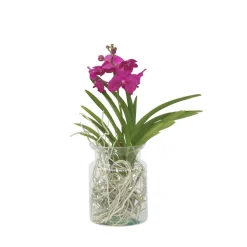 PLANT IN A BOX - Orchidée - vanda 'cerise' - hauteur 40-50cm - ⌀14cm