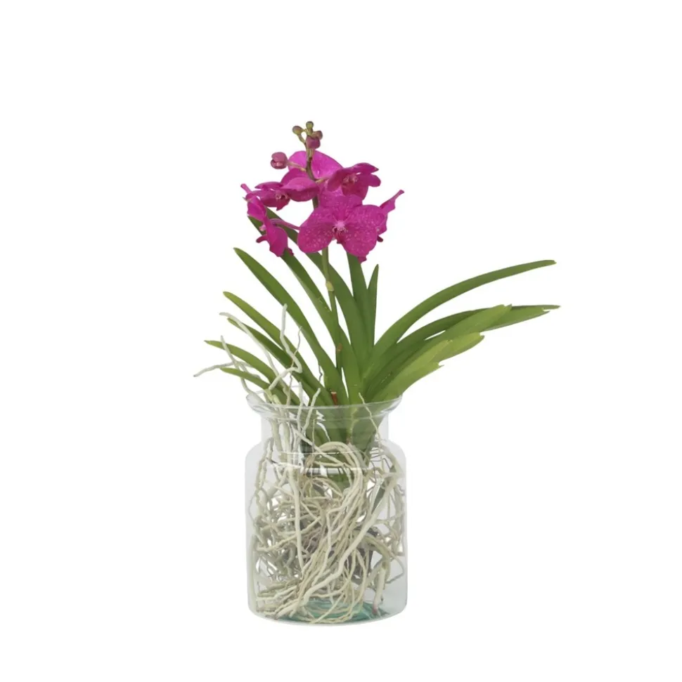 PLANT IN A BOX - Orchidée - vanda 'cerise' - hauteur 40-50cm - ⌀14cm