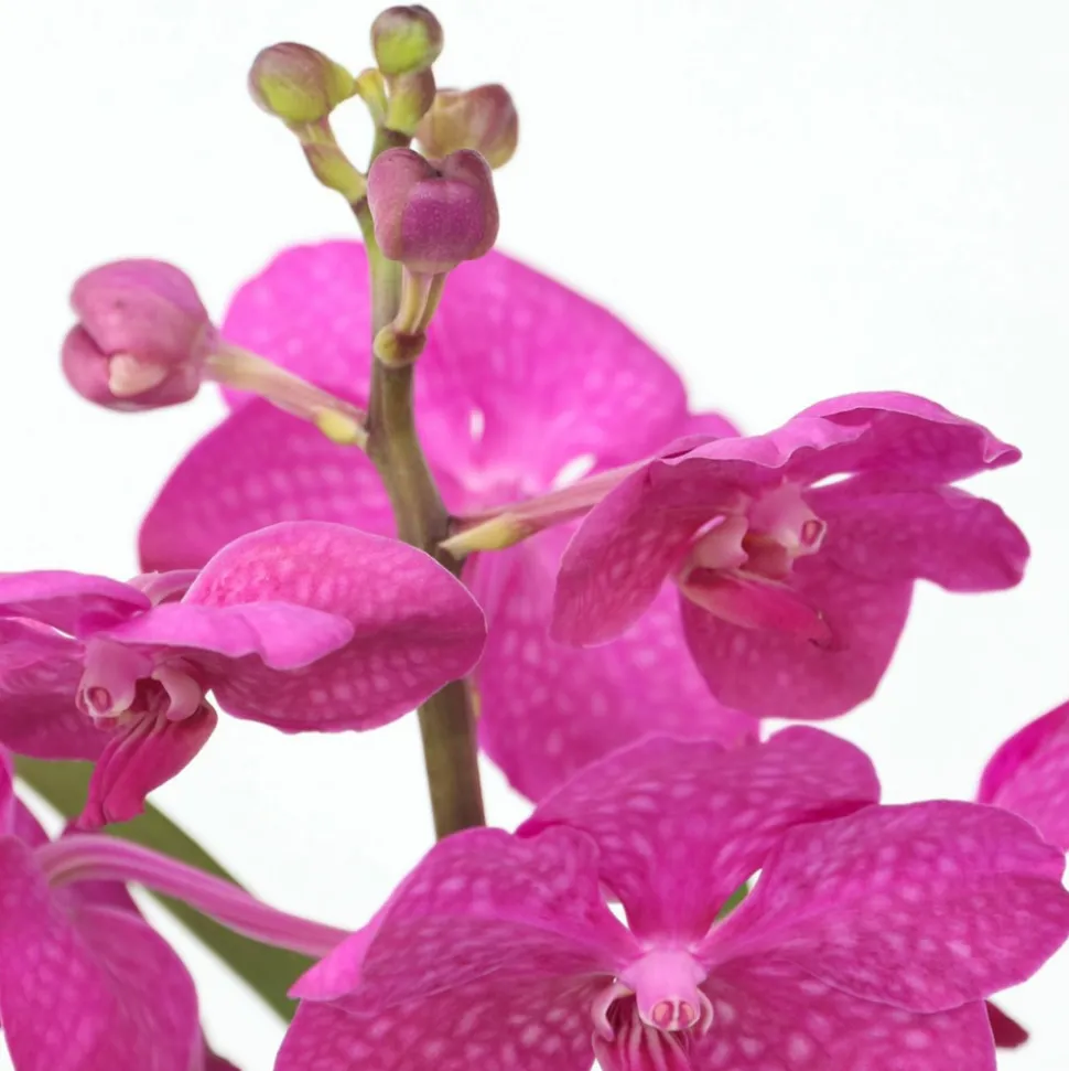 PLANT IN A BOX - Orchidée - vanda 'cerise' - hauteur 40-50cm - ⌀14cm