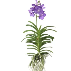 PLANT IN A BOX - Orchidée - vanda 'magic royal blue' - hauteur 55-65cm