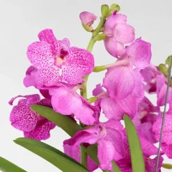 PLANT IN A BOX - Orchidée - vanda 'pink' - hauteur 45-55cm