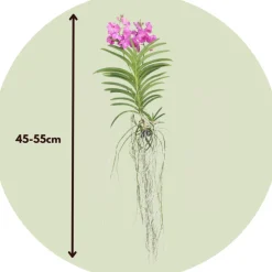PLANT IN A BOX - Orchidée - vanda 'pink' - hauteur 45-55cm