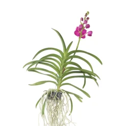 PLANT IN A BOX - Orchidée - vanda 'pink' - hauteur 55-65cm