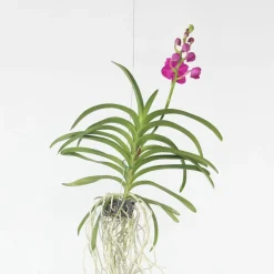 PLANT IN A BOX - Orchidée - vanda 'pink' - hauteur 55-65cm