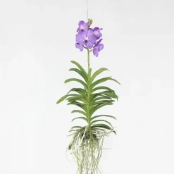 PLANT IN A BOX - Orchidée - vanda 'blue' - hauteur 55-65cm