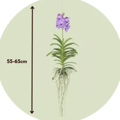 PLANT IN A BOX - Orchidée - vanda 'blue' - hauteur 55-65cm