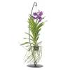PLANT IN A BOX - Orchidée - vanda 'blue' - hauteur 45-55cm