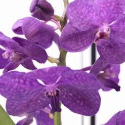 PLANT IN A BOX - Orchidée - vanda 'blue' - hauteur 45-55cm