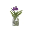 PLANT IN A BOX - Orchidée - vanda 'blue' - hauteur 40-50cm - ⌀14cm
