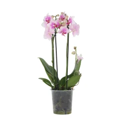 PLANT IN A BOX - Orchidée papillon - phalaenopsis multiflora - hauteur 35-45cm - ⌀12cm