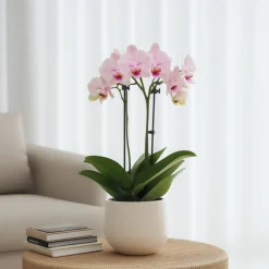 PLANT IN A BOX - Orchidée papillon - phalaenopsis multiflora - hauteur 35-45cm - ⌀12cm