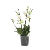 PLANT IN A BOX - Orchidée papillon - phalaenopsis multiflora - hauteur 35-45cm - ⌀12cm