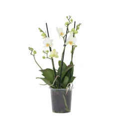 PLANT IN A BOX - Orchidée papillon - phalaenopsis multiflora - hauteur 35-45cm - ⌀12cm