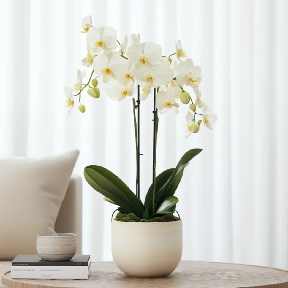 PLANT IN A BOX - Orchidée papillon - phalaenopsis multiflora - hauteur 35-45cm - ⌀12cm