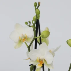 PLANT IN A BOX - Orchidée papillon - phalaenopsis multiflora - hauteur 35-45cm - ⌀12cm