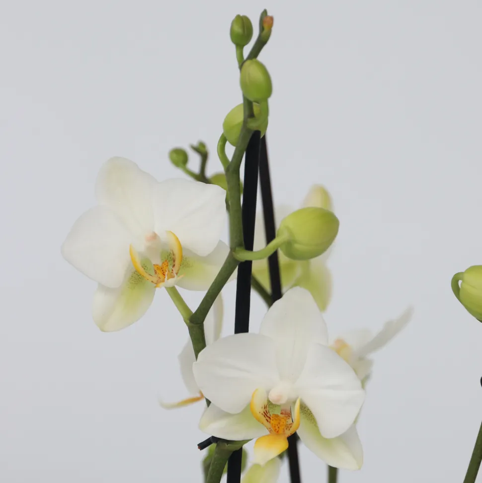 PLANT IN A BOX - Orchidée papillon - phalaenopsis multiflora - hauteur 35-45cm - ⌀12cm