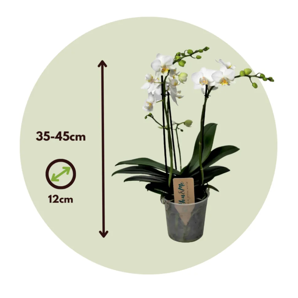 PLANT IN A BOX - Orchidée papillon - phalaenopsis multiflora - hauteur 35-45cm - ⌀12cm