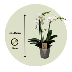 PLANT IN A BOX - Orchidée papillon - phalaenopsis multiflora - hauteur 35-45cm - ⌀12cm