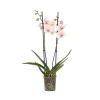 PLANT IN A BOX - Orchidée papillon - phalaenopsis - hauteur 50-60cm - ⌀12cm