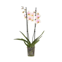 PLANT IN A BOX - Orchidée papillon - phalaenopsis - hauteur 50-60cm - ⌀12cm