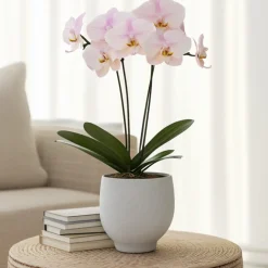 PLANT IN A BOX - Orchidée papillon - phalaenopsis - hauteur 50-60cm - ⌀12cm