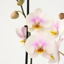 PLANT IN A BOX - Orchidée papillon - phalaenopsis - hauteur 50-60cm - ⌀12cm